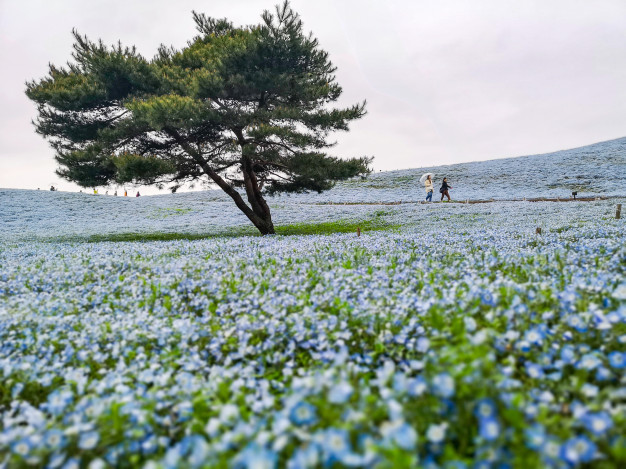 Nemophila Harmony