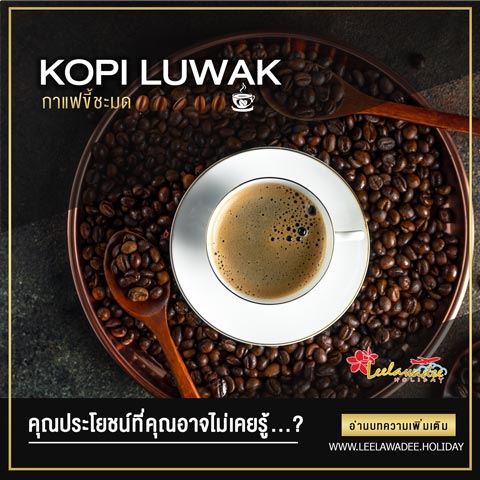 KOPI LUWAK  ประโยชน์ของกาแฟขี้ชะมดบาหลี ที่คุณอาจไม่เคยรู้...?