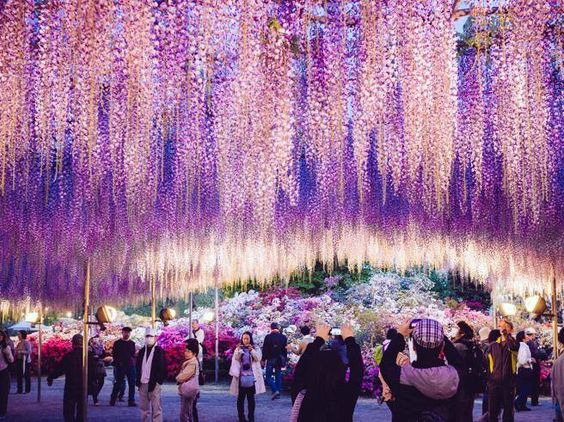 สวนดอกวิสทีเรีย ที่ใหญ่ที่สุดของประเทศญี่ปุ่น