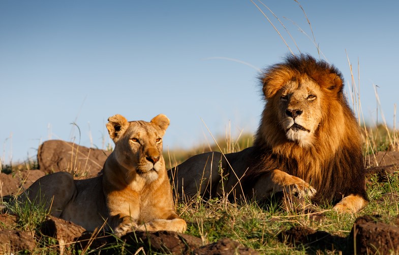 Lion & Safari Park สวนสัตว์ซาฟารีเวิลด์ ประเทศแอฟริกาใต้