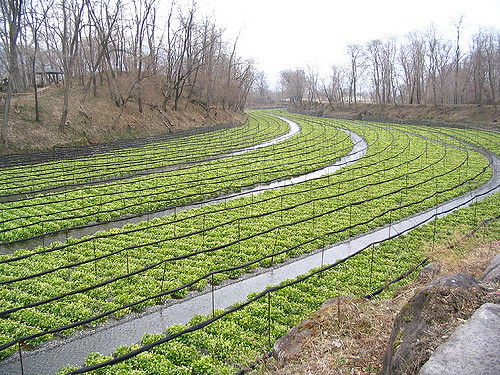 Daio Wasabi Farm แหล่งผลิตวาซาบิอันดับ 1 ของประเทศญี่ปุ่น