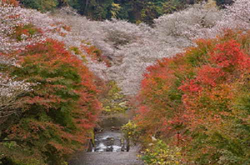 สวรรค์บนดิน ... เมื่อใบไม้เปลี่ยนสี และ ซากุระ ผลิบานพร้อมกัน @ JAPAN