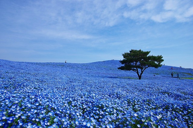Hitachi Seaside Park จังหวัดอิบาระกิ ที่ประเทศญี่ปุ่นกับการไปทัวร์ญี่ปุ่น