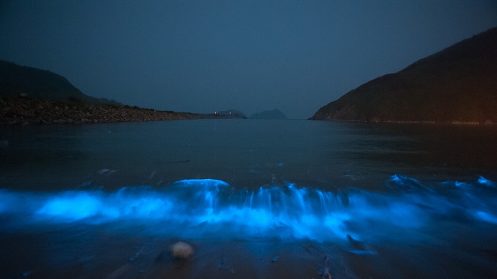 Blue Tears in Taiwan ทะเลเรืองแสง