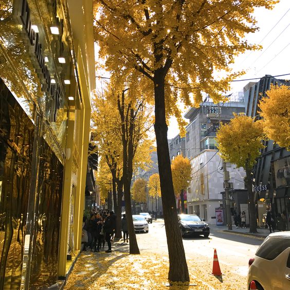 ช้อปปิ้งย่านถนนชินซาดง กาโรซูกิล (Garosu-gil)
