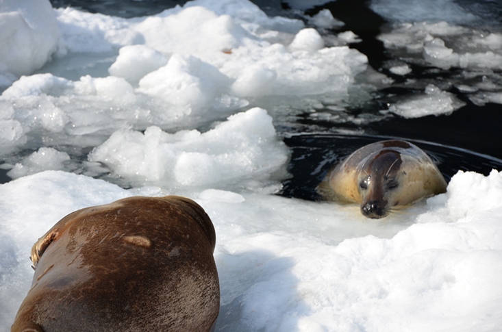 Honeymoon Trip @Hokkaido Part 4 :Asahiyama Zoo 1 ในสวนสัตว์ที่ดี ...