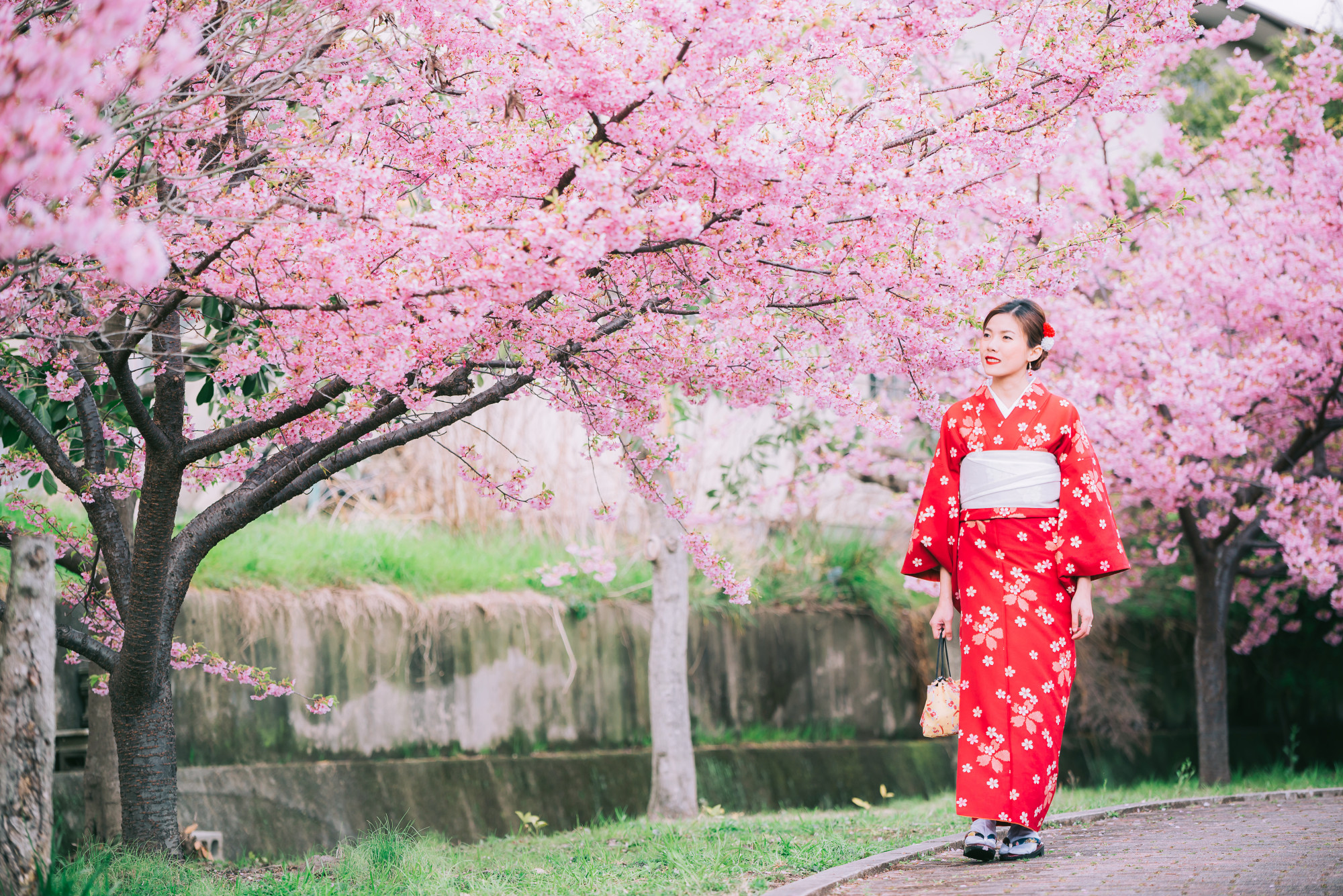 Asian woman wearing kimono with cherry blossoms,sakura in japan. Premium Photo