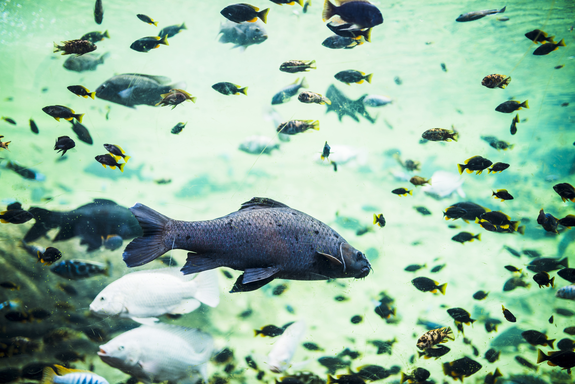 Beautiful fishes swimming in the sea water Free Photo