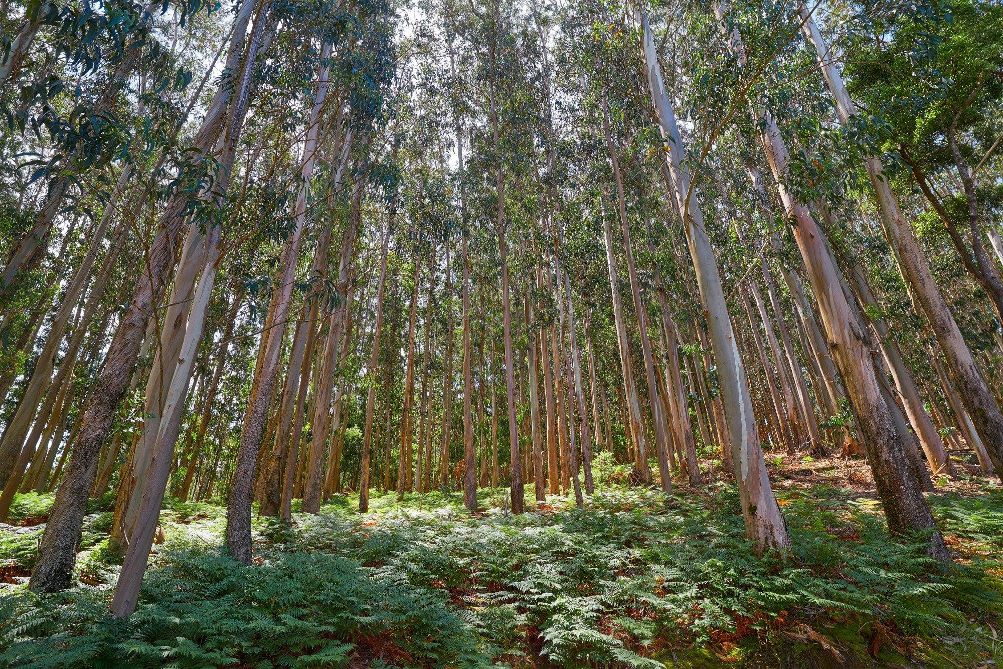 Eucalyptus forest in galicia spain Premium Photo