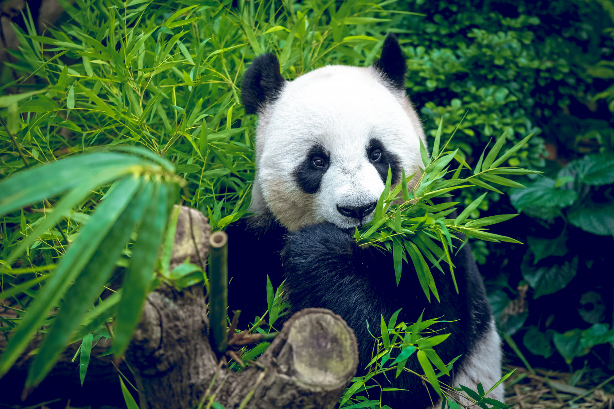 Hungry giant panda Premium Photo