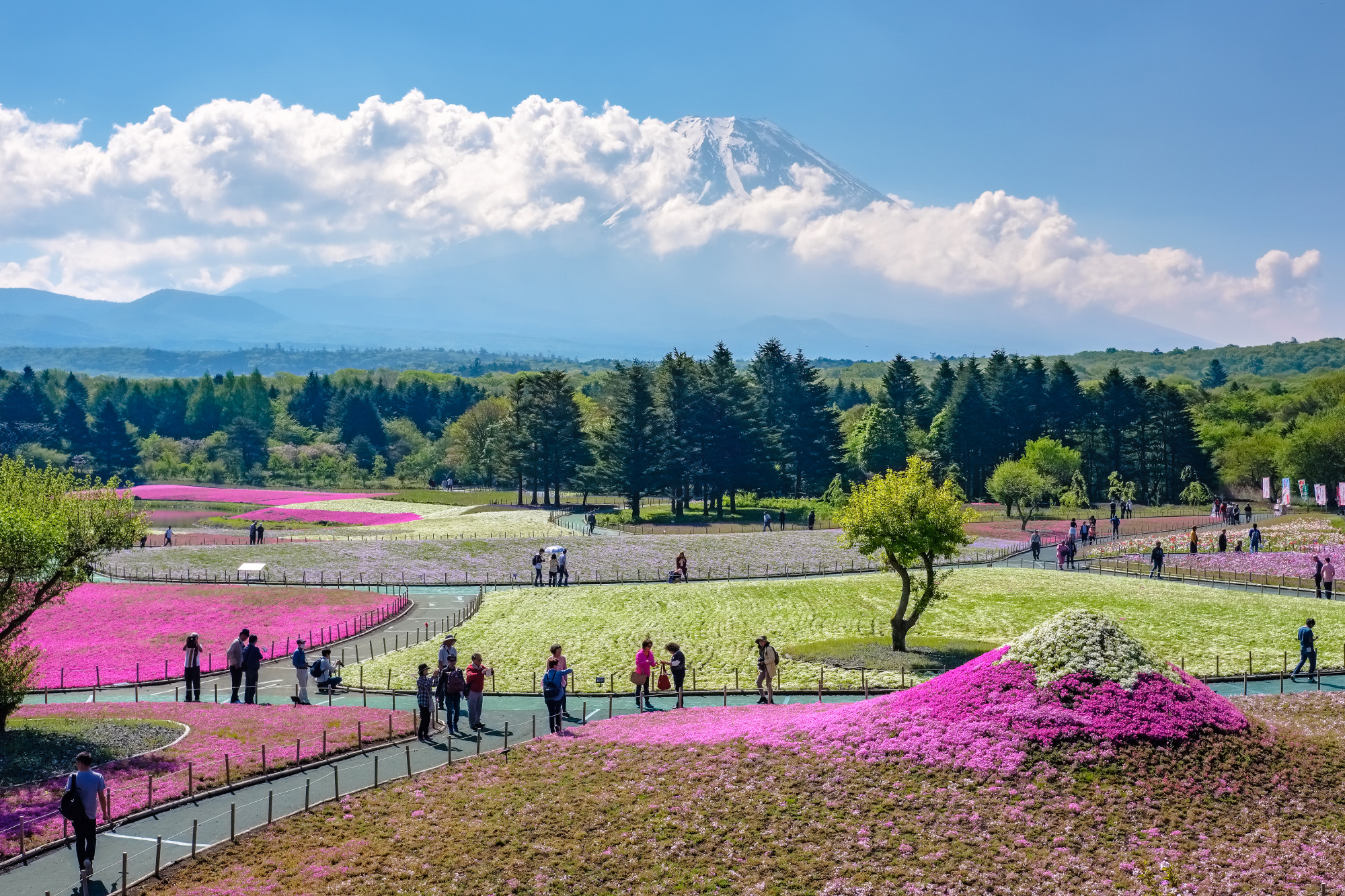 Japan - may 19,2017 : tourists enjoy shibazakura festival sightseeing at shibazakura (pink moss) garden with mt. fuji background,fujinomiya Premium Photo