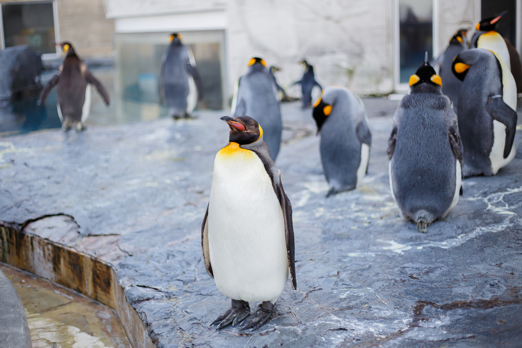 King penguins in asahiyama zoo, asahikawa, hokkaido, japan. Premium Photo