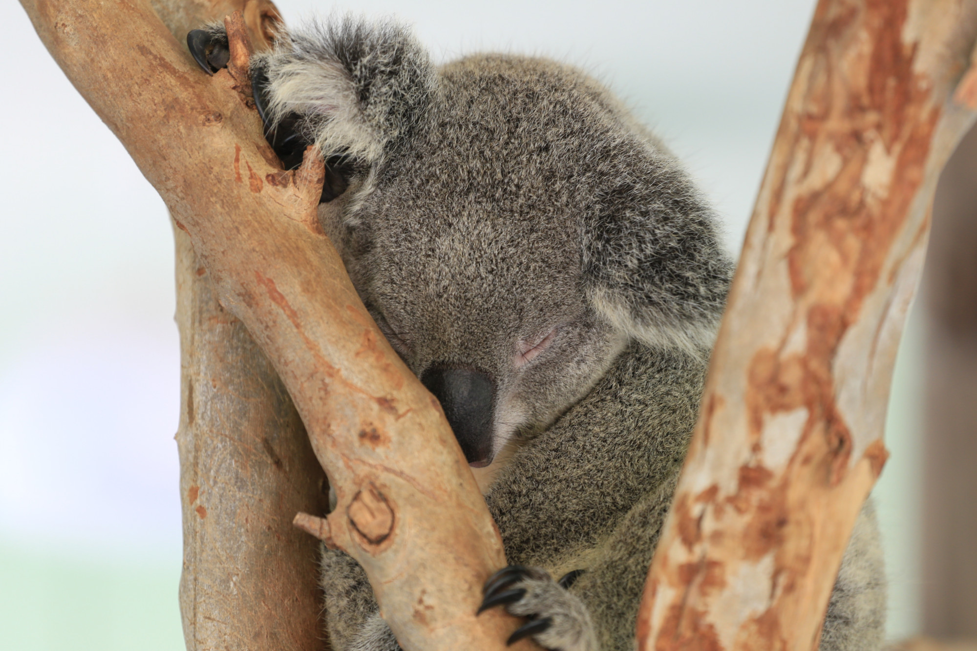 Koala bear sleeping on the tree. Premium Photo