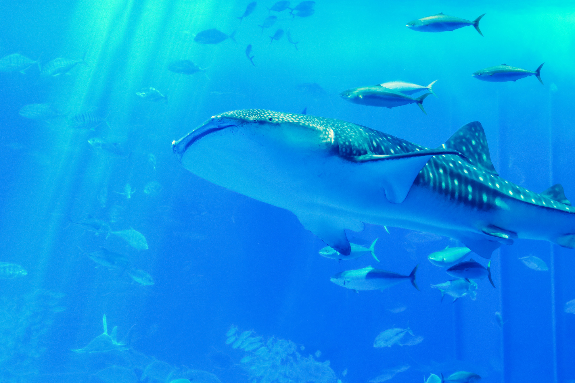 Looking through the clear glass, the whale shark swimming in glass tank with a variety of the sea with around Premium Photo