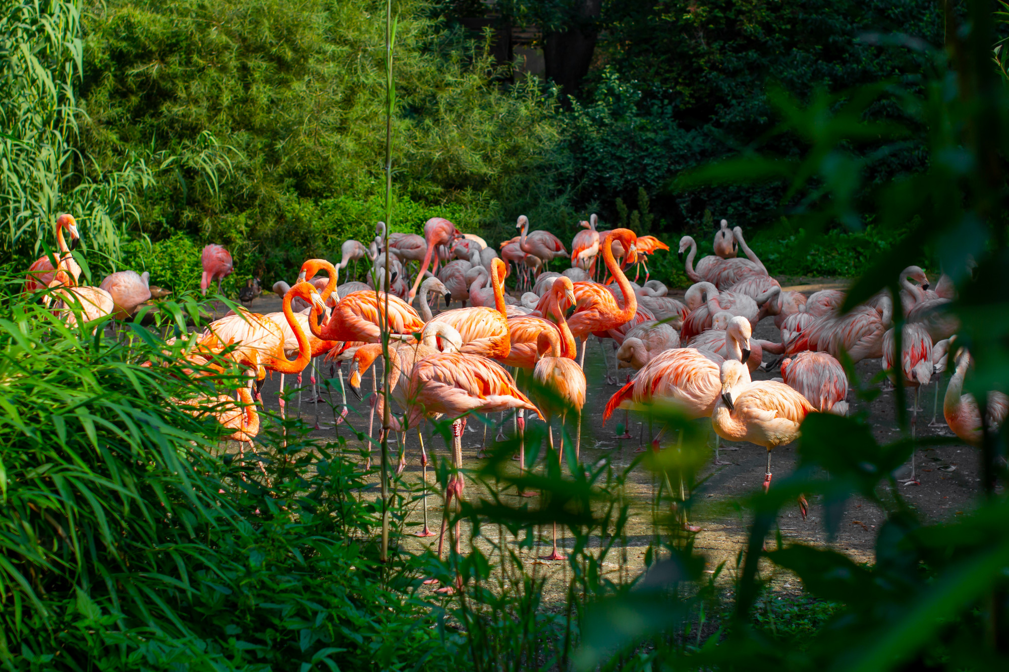 Pink flamingos close-up standing around green trees and bushes in wildlife Premium Photo
