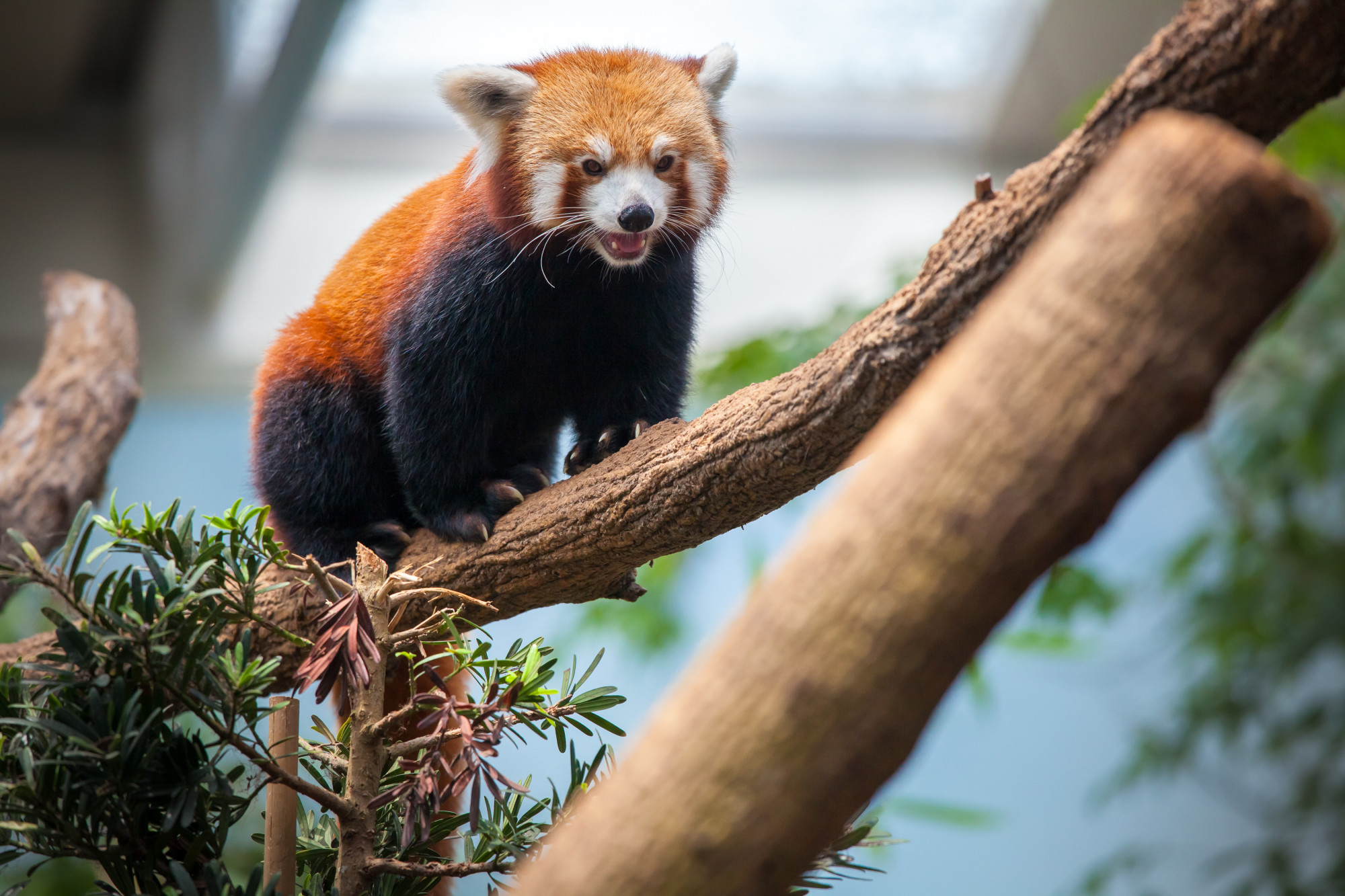 Red panda Premium Photo