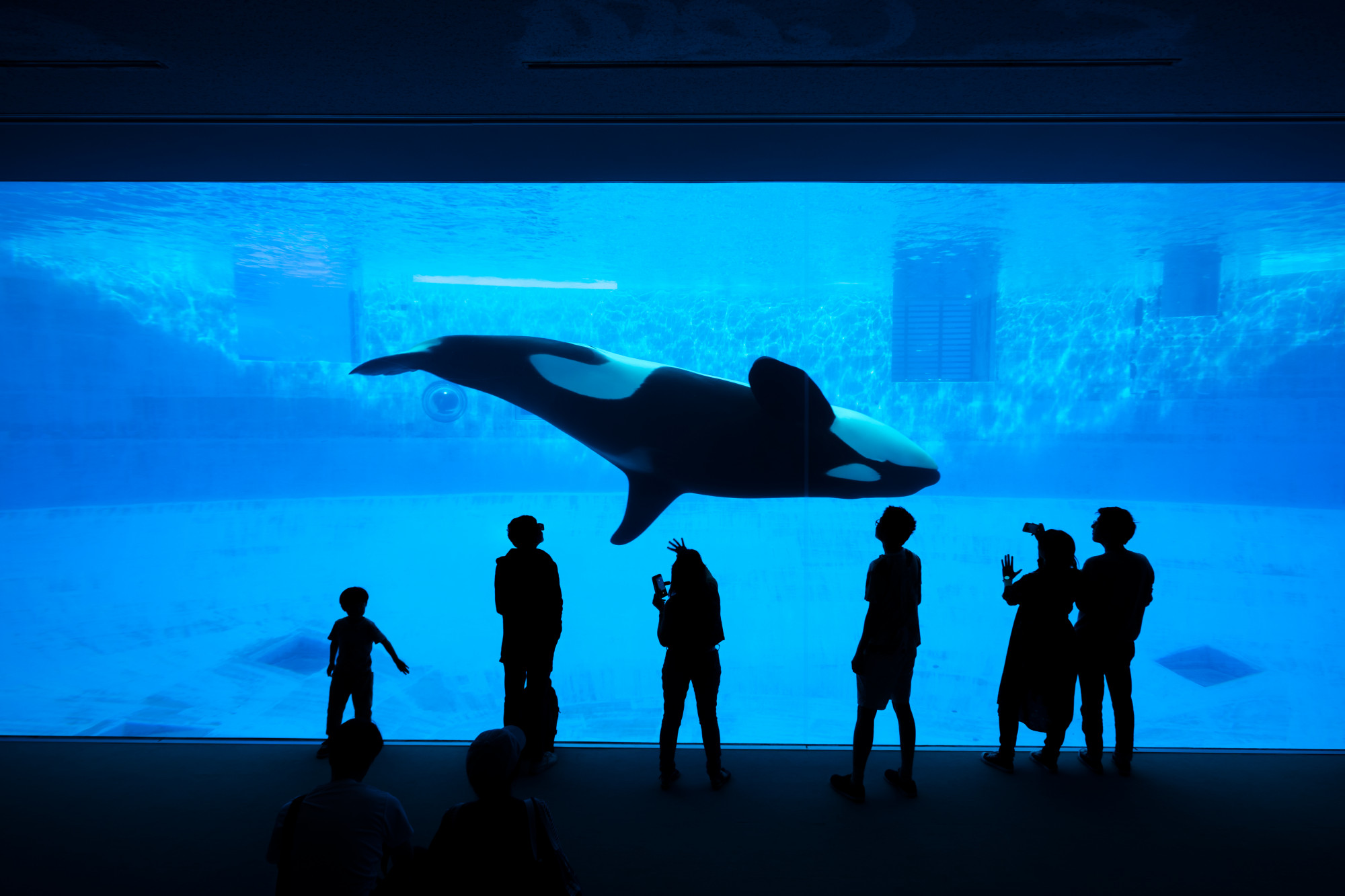 The silhouette of tourists watching an orca or killer whale whale at the aquarium. Premium Photo