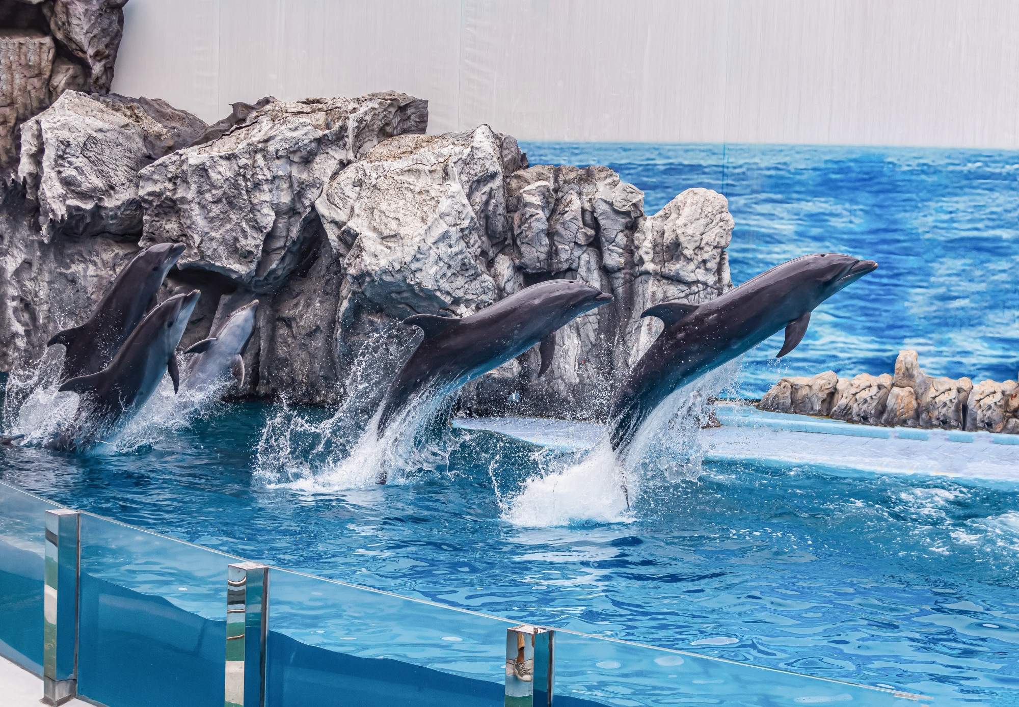 Tourist use the holidays to relax by watching dolphin and sea lion performances at safari world park, bangkok, thailand Premium Photo