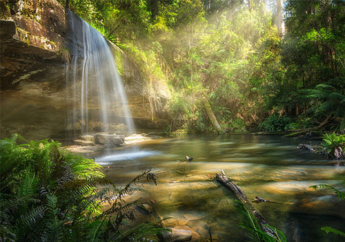 Great Otway National Park 1