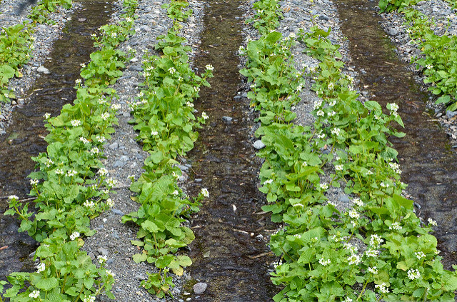 Daio Wasabi Farm 3