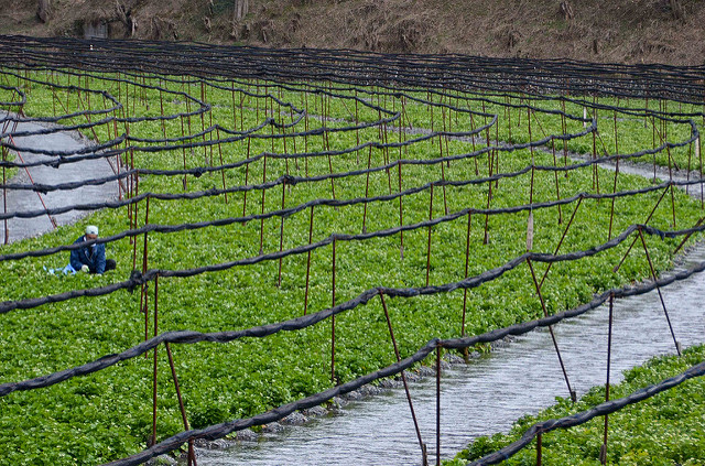 Daio Wasabi Farm