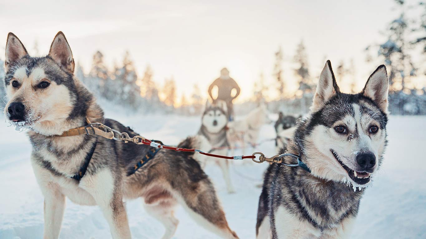 husky_safari_2