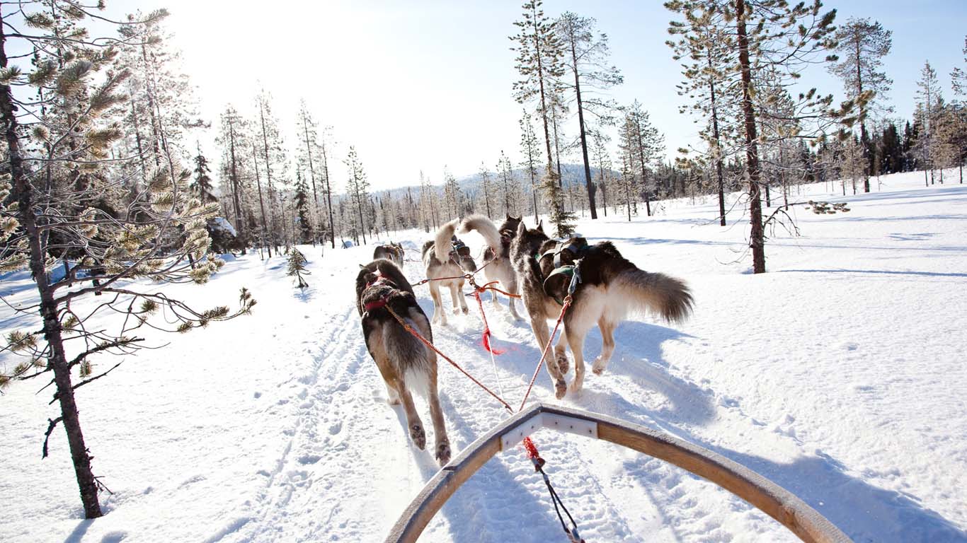 Huskysafari_1