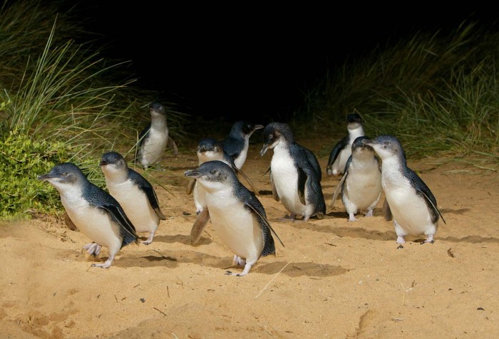 Penguin
