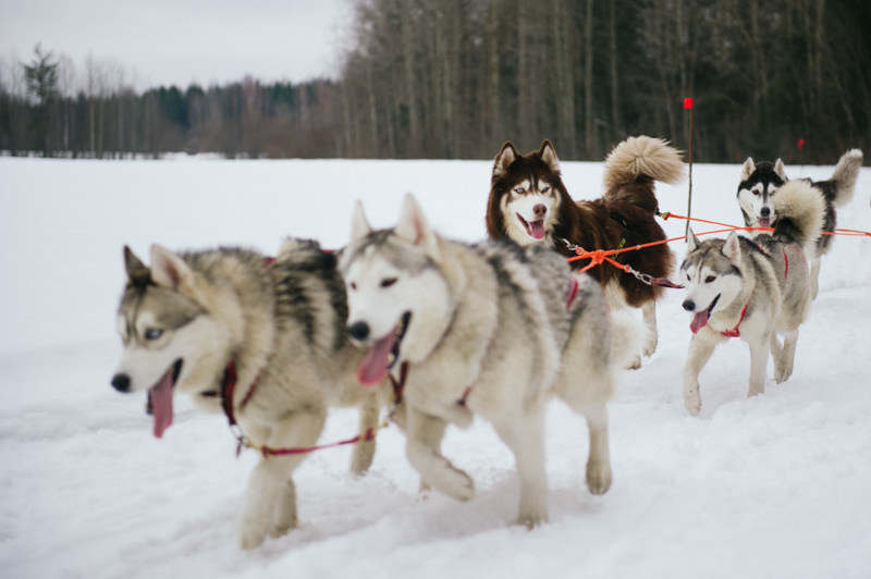 winter activity (4)