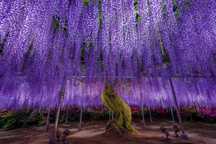 Wisteria Japan (13)
