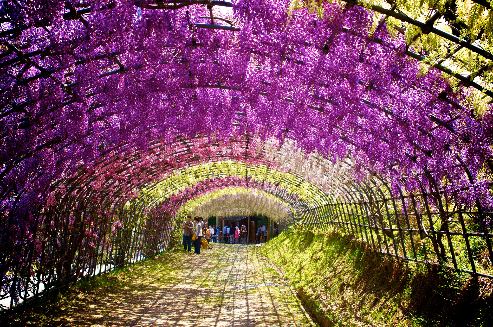 Wisteria Japan (5)